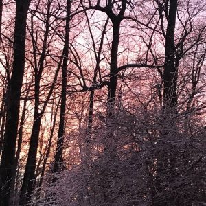 Image of the woods